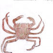 crabe vert Porspo 11 réduit