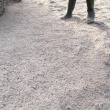 Des traces de pattes dans le sable de la plage