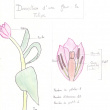 Tulipes 6eC 2011 0003