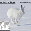 GOURMELON Th Arctic hare