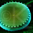 Une diatomée… au MEB (microscope électronique à balayage)