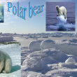 DELVERT Alice Polar Bear