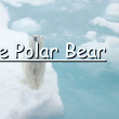 LESCOP N Polar Bear