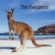 LE DOUSSAL Léna Kangaroos