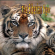 HUG Emeline siberian tiger