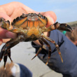 Dans la main Crabe