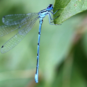 Un agrion adulte