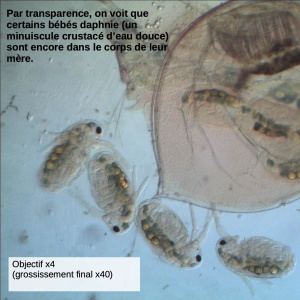 daphnies et bébés