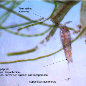 Copépode